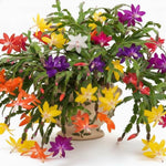 True Thanksgiving Cactus Plant Live in 4" Pot, Ready to Bloom, Holiday Christmas Cactus Plants Live, Vibrant Blooms (Random Single Color)
