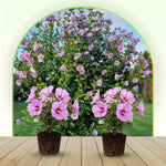 Live Rose of Sharon Plant 6-13" Tall, Althea Hibiscus Bush Well Rooted, Hardy Fragrant Hibiscus Syriacus Flowering Plant - Pink Blooms