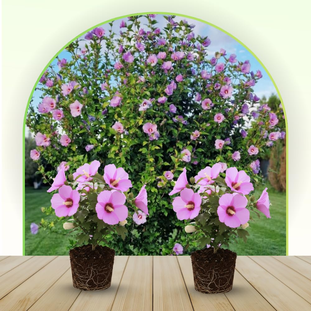 Live Rose of Sharon Plant 6-13" Tall, Althea Hibiscus Bush Well Rooted, Hardy Fragrant Hibiscus Syriacus Flowering Plant - Pink Blooms