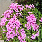 Pack 3 Pink Mexican Petunia Live Plants, 4-9" Tall Hardy Ruellia Simplex Petunia Perennials for Garden, Landscape, Patio