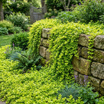 Pack of 2 Creeping Jenny Plants Live, Creeping Jenny Plants, 3-5 Inches Tall, Trailing Ground Cover for Indoor Outdoor Growing