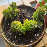 Pack 2 Crassula Plant, Live Crassula Succulents in 3.25 Inches Pot, 3 to 5 Inches Tall for Indoor Outdoor Planting