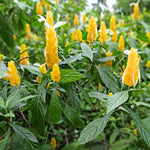 Yellow Shrimp Plants Live, Shrimp Plant, Tropical Flowering Plant for Containers, Patios and Landscapes, Full Rooted from 4-6 Inches Tall