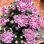 2 Mums Plants Live, Double Purple Chrysanthemum Plants Live, 5 to 7 Inc Long, Chrysanthemum Flower Live Plant Growing Gardening Mum Live Plant