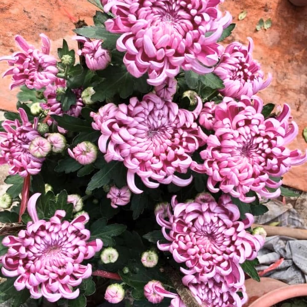 2 Mums Plants Live, Double Purple Chrysanthemum Plants Live, 5 to 7 Inc Long, Chrysanthemum Flower Live Plant Growing Gardening Mum Live Plant