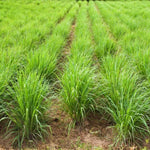 Set 4 of Lemongrass Plants Live, Lemon Grass Live Plants for Gardening Indoor Outdoor, 8-10 Inc Long