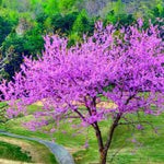 Eastern Redbud Tree Live Plant, 8-12" Tall Hardy Redbud Seedling in Quart Pot for Landscaping with Vibrant Spring Blossoms