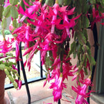 True Christmas Cactus Plant Live in 4 Inch Pot, 4-6 Inch Tall Pink Christmas Cactus Plants, Holiday Houseplant Flower Succulent, Indoor Garden