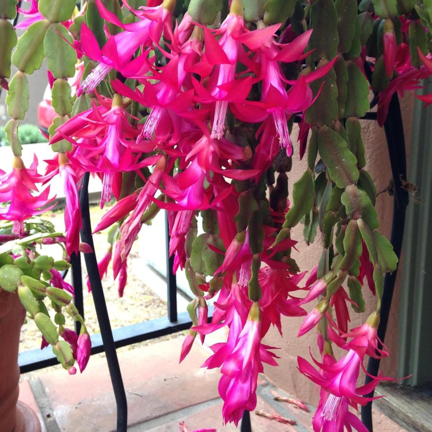True Christmas Cactus Plant Live in 4 Inch Pot, 4-6 Inch Tall Pink Christmas Cactus Plants, Holiday Houseplant Flower Succulent, Indoor Garden