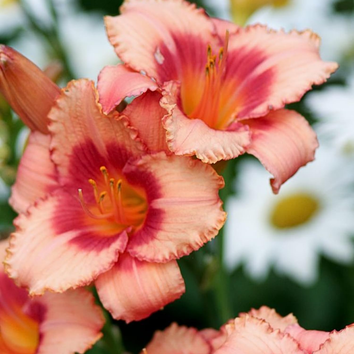 Pack 3 Daylily Bulbs for Planting, Hardy Perennial Flower with Vibrant Blooms, Reblooming Daylilies Bulbs for Garden Borders and Containers (Strawberry)