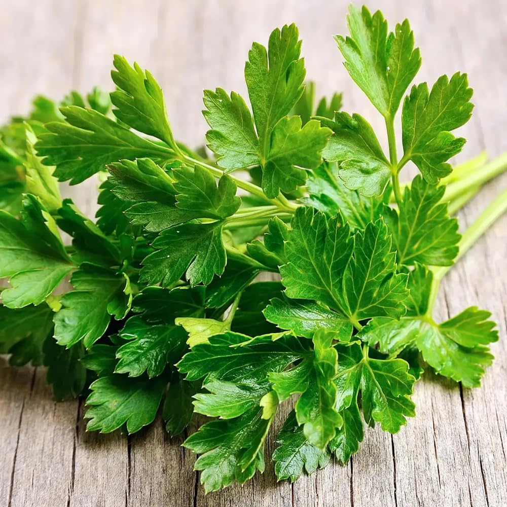 6 Parsley Plants Live, Parsley Live Plant, 5 to 7 Inc Tall, Live Parsley Plant Indoor Outdoor Gardening