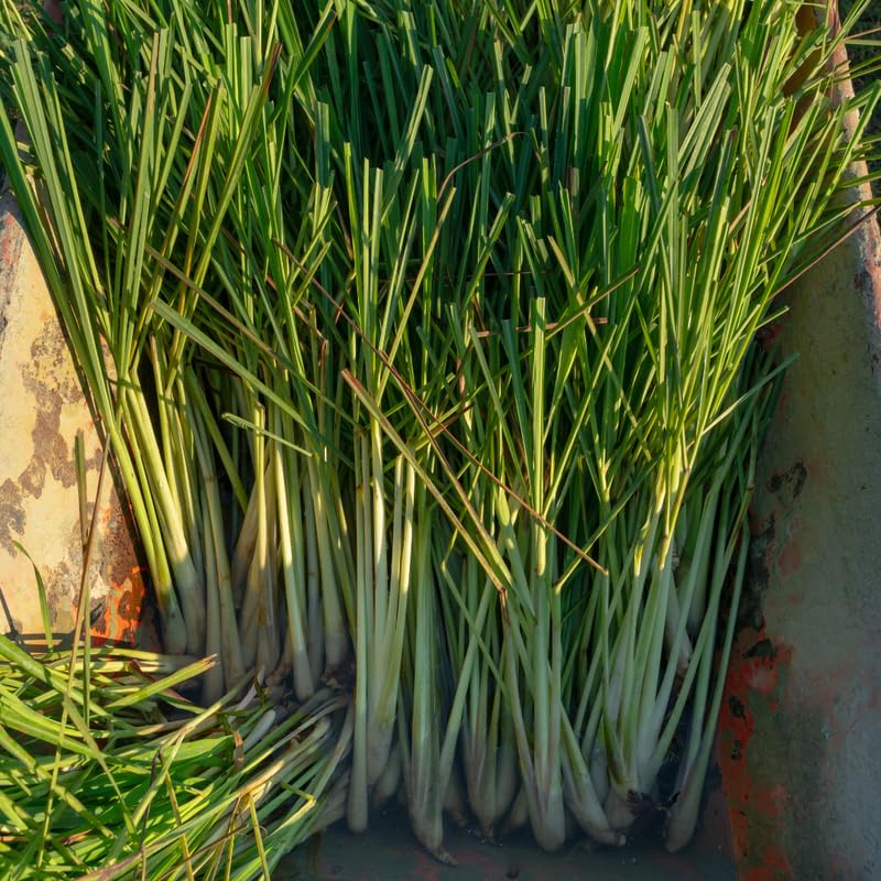 5 Lemongrass Plants for Outside, Lemon Grass Plants for Planting, Indoor Outdoor Herb Rooted Lemongrass Stalks