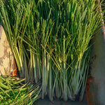 10 Lemon Grass Live Plants for Outside, Trim Back 6-10" Tall Lemongrass Plant, Outdoor Planting Herb