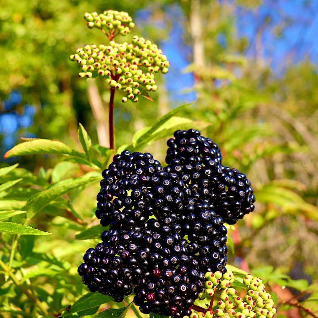 Set of 10 Elderberry Cuttings for Planting, Black Elderberry Fruit Plants, 6–8 Inches Long for Outdoor Growing