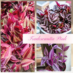 Pink Wandering Jew Plant Live, Tradescantia Pink Plant, Vibrant Foliage Houseplant, 4-7 Inches Tall in 3.25 Inch Pot for Indoor Planting