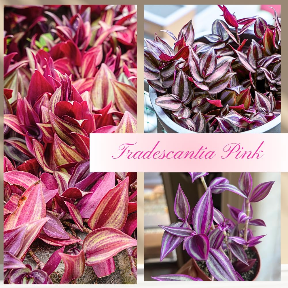 Pink Wandering Jew Plant Live, Tradescantia Pink Plant, Vibrant Foliage Houseplant, 4-7 Inches Tall in 3.25 Inch Pot for Indoor Planting