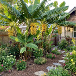 Tangry Banana Tree Live Plant, Edible Fruit, 4-6" Tall