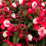 Pack 4 Fuchsia Plants Live, Red White Flower Plant, 4 to 6 Inches Tall, Fuchsia Live Plants 4 Inc Potted