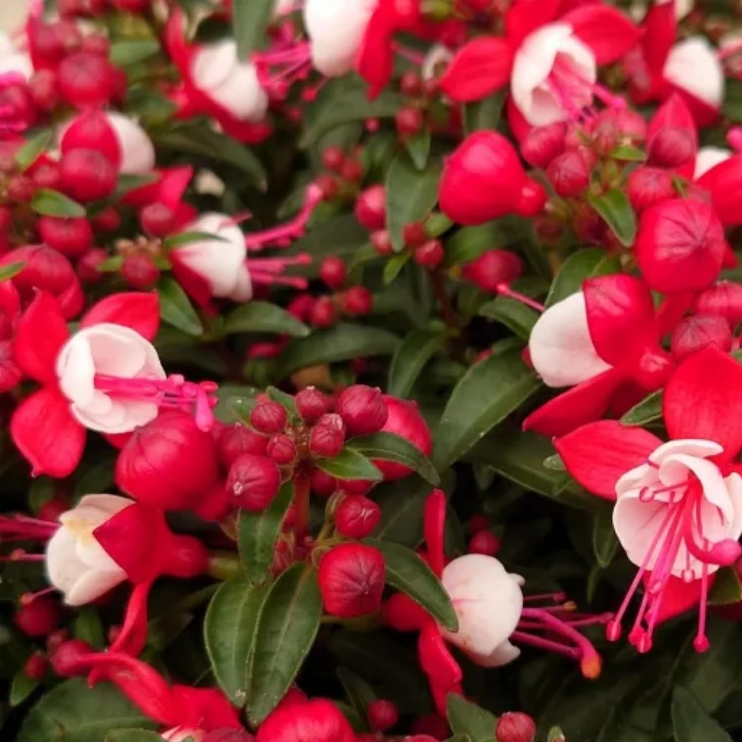 Pack 4 Fuchsia Plants Live, Red White Flower Plant, 4 to 6 Inches Tall, Fuchsia Live Plants 4 Inc Potted
