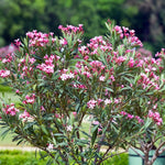 Pink Oleander Live Plant, Oleander Flower Plants Shrub, Outdoor Growing 4-8 Inches