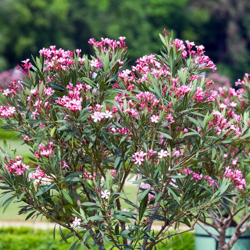 Pink Oleander Live Plant, Oleander Flower Plants Shrub, Outdoor Growing 4-8 Inches