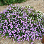 Set 2 Traling Lantana Plants Live, Perennial Lantana Flowering Plants 4-8 Inches, Bright Flowers Outdoor