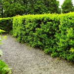 Large 10 North Privet Hedge Trees Live Plants Shrubs, 12-18" Dormant and Bare Roots, Ligustrum Plants, Privacy Hedges