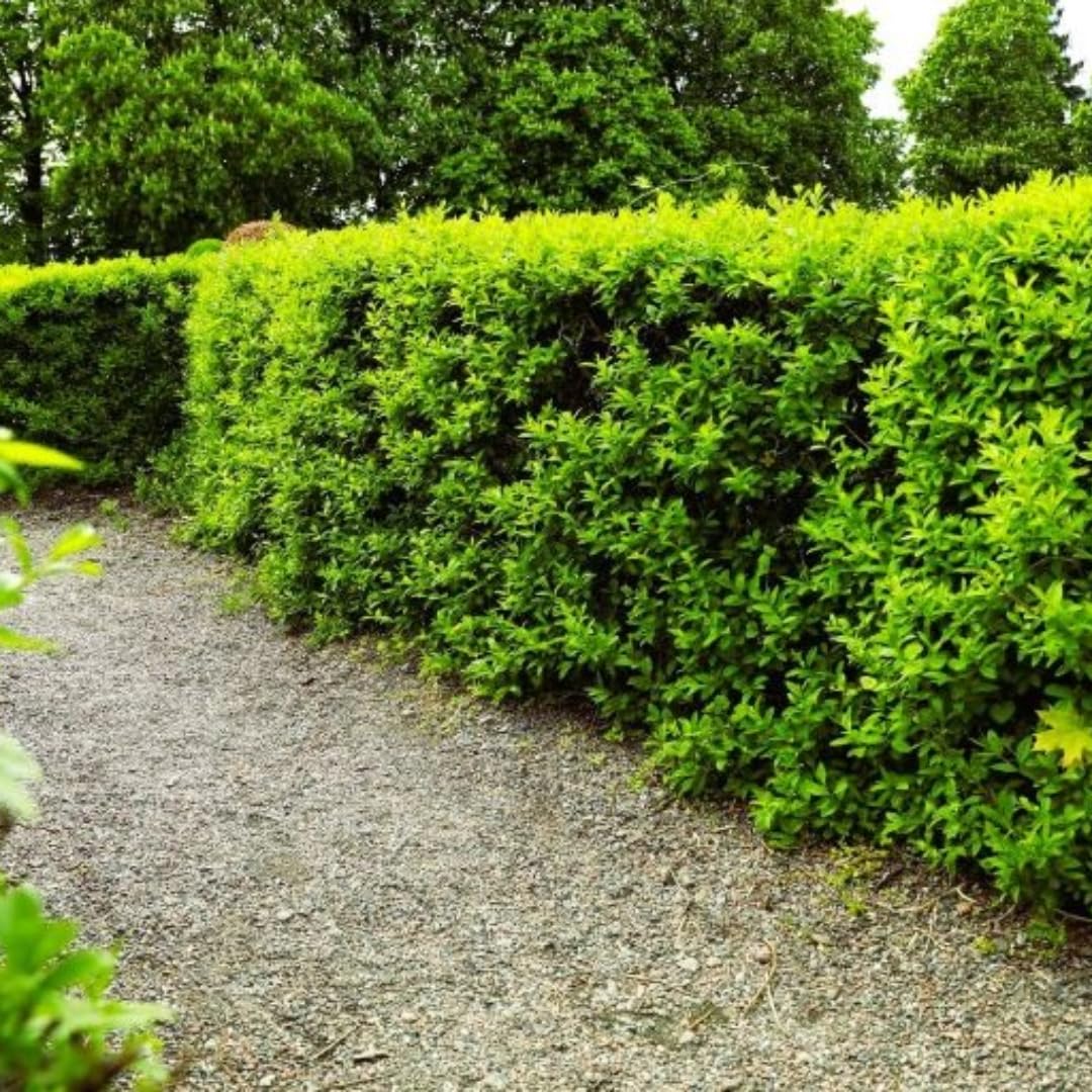 Combo 20 North Privet Hedge Trees, 1-1.5 Feet Tall Ligustrum Live Plants Shrubs, Dormant and Bare Roots, Privacy Hedges