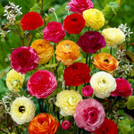 Pack 25 Ranunculus Bulbs for Fall Planting, Ranunculus Corms for Planting, Peony Ranunculus Bulbs for Planting, Ranunculus Flowers Ornaments Perennial Garden (Mix Ranunculus)