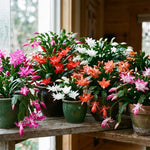 2 Random Christmas Cactus Live Plants, Easy Care Houseplant, 4-7'' Tall