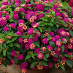 10 Bright Pink Lantana Live Plants for Planting Outdoors, Lantana Plants Live, Lantana Bush, Perennial Flowering