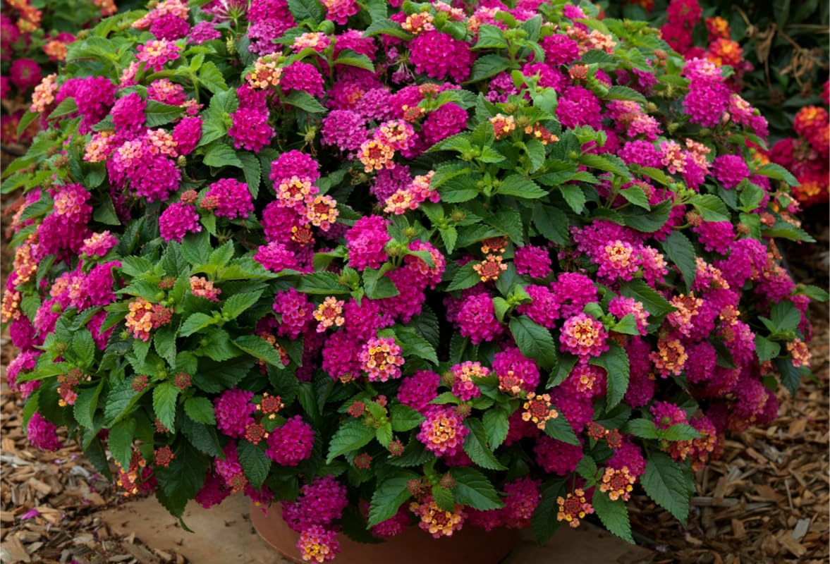 10 Bright Pink Lantana Live Plants for Planting Outdoors, Lantana Plants Live, Lantana Bush, Perennial Flowering