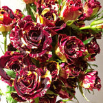 Rose Plant Live, Rose Bush Live Plant, Fragrant Flowers Ready to Plant, 5-9 Inch Height, Well-Rooted, No Pot (Stripe Rose)