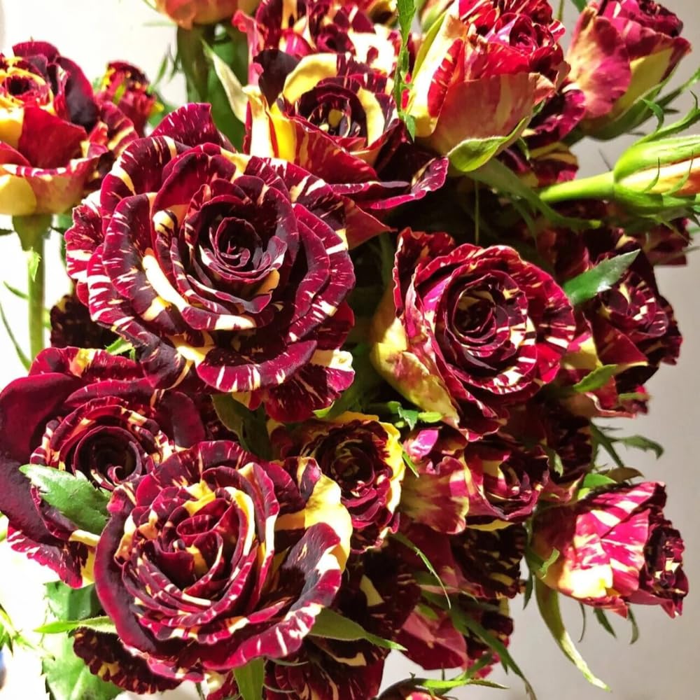 Rose Plant Live, Rose Bush Live Plant, Fragrant Flowers Ready to Plant, 5-9 Inch Height, Well-Rooted, No Pot (Stripe Rose)