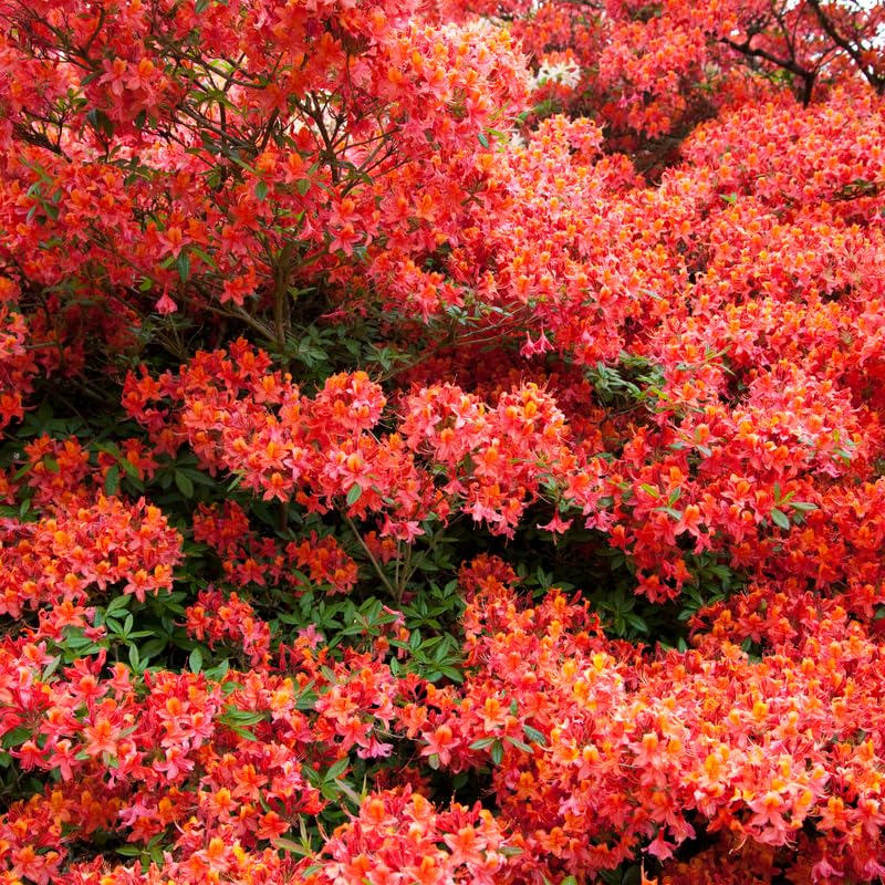 Assorted Dwarf Azalea Rhododendron Plants Live Tree, 1 Gallon Pot Azalea Bush Shrub Vibrant Bloom, 1 Year Old Well Rooted, Cold Hardy
