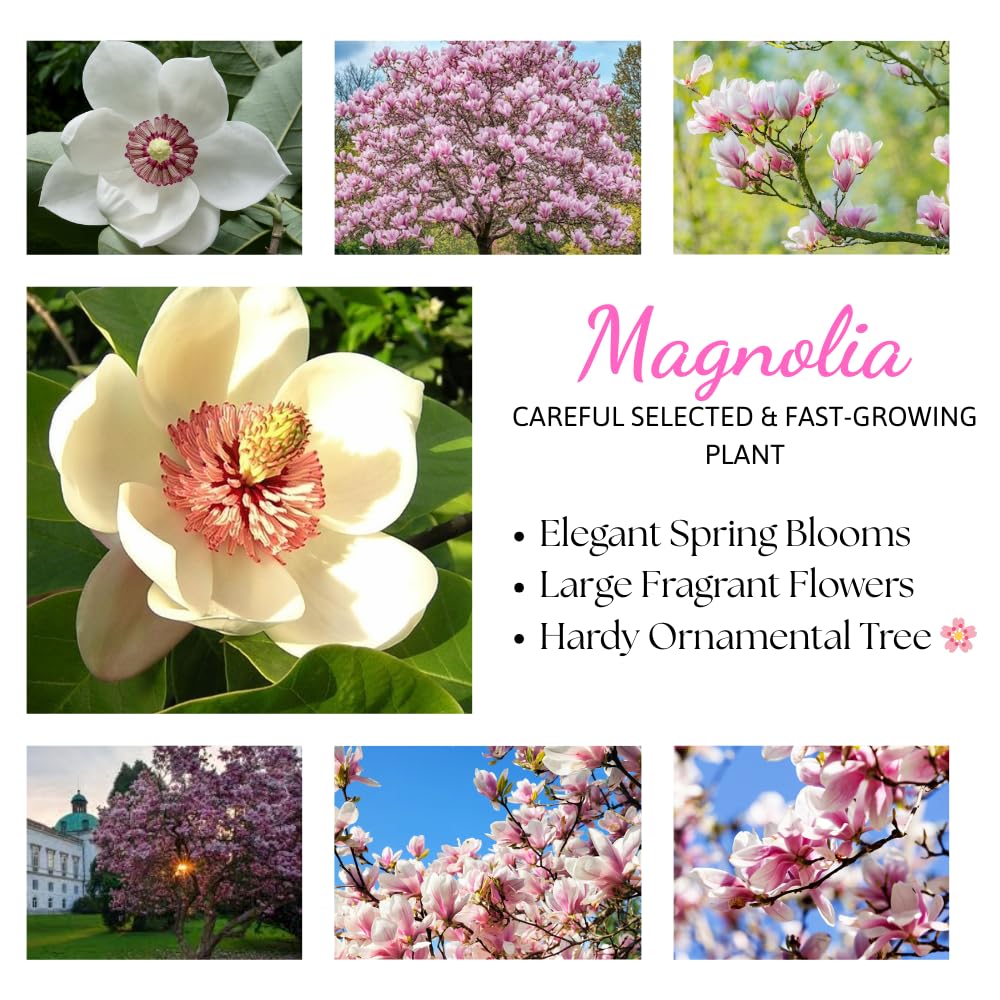 Ann Magnolia Tree Live Plant in 2.5 Inches in Pot, Starter Plant, Fragrant Perennial Ornamental Plants Shrub for Outdoor Garden
