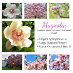 Jane Magnolia Tree Live Plant in 2.5 Inches in Pot, Starter Plant, Fragrant Perennial Ornamental Plants Shrub for Outdoor Garden