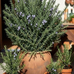 Set 2 Rosemary Plants Live, Ready to Grow Rosemary Plant 6 to 8 Inches, Hardy Fragrant Herb Plants for Outdoor Garden, 4'' Potted Plants