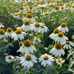 White Echinacea Coneflower Plant, Coneflower Live Plant Perennial 3 Inch Pot