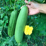Luffa Plants Live, 02 Plants in 4 Inch Pot, Luffa Gourd Plant, Vegetable Plants Live for Garden