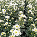 Chrysanthemum Flower Plant, Mums Plant Live, 5 to 7 Inc Tall Chrysanthemum Plants Live for Gardening Outdoor Indoor Planting, White Flower Mum Live Plant