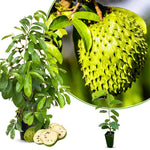 Sweet Soursop Fruit Tree, Annona Muricata Soursop Tree Live Plant 5 to 9 Inches Height, Soursop Plant Live for Planting, No Pot