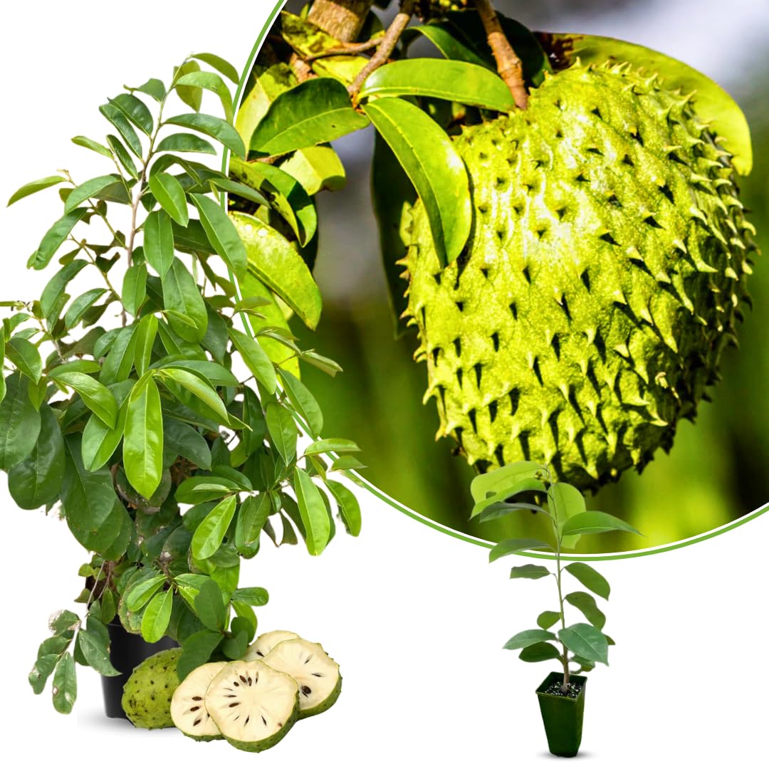 Sweet Soursop Fruit Tree, Annona Muricata Soursop Tree Live Plant 5 to 9 Inches Height, Soursop Plant Live for Planting, No Pot