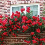 AVERAR Combo 6 Red Don Juan Rose Cuttings, 5–8 Inch Long Starter Cuttings for Planting, Rose Bush Flower Plant for Garden Outdoor Growing