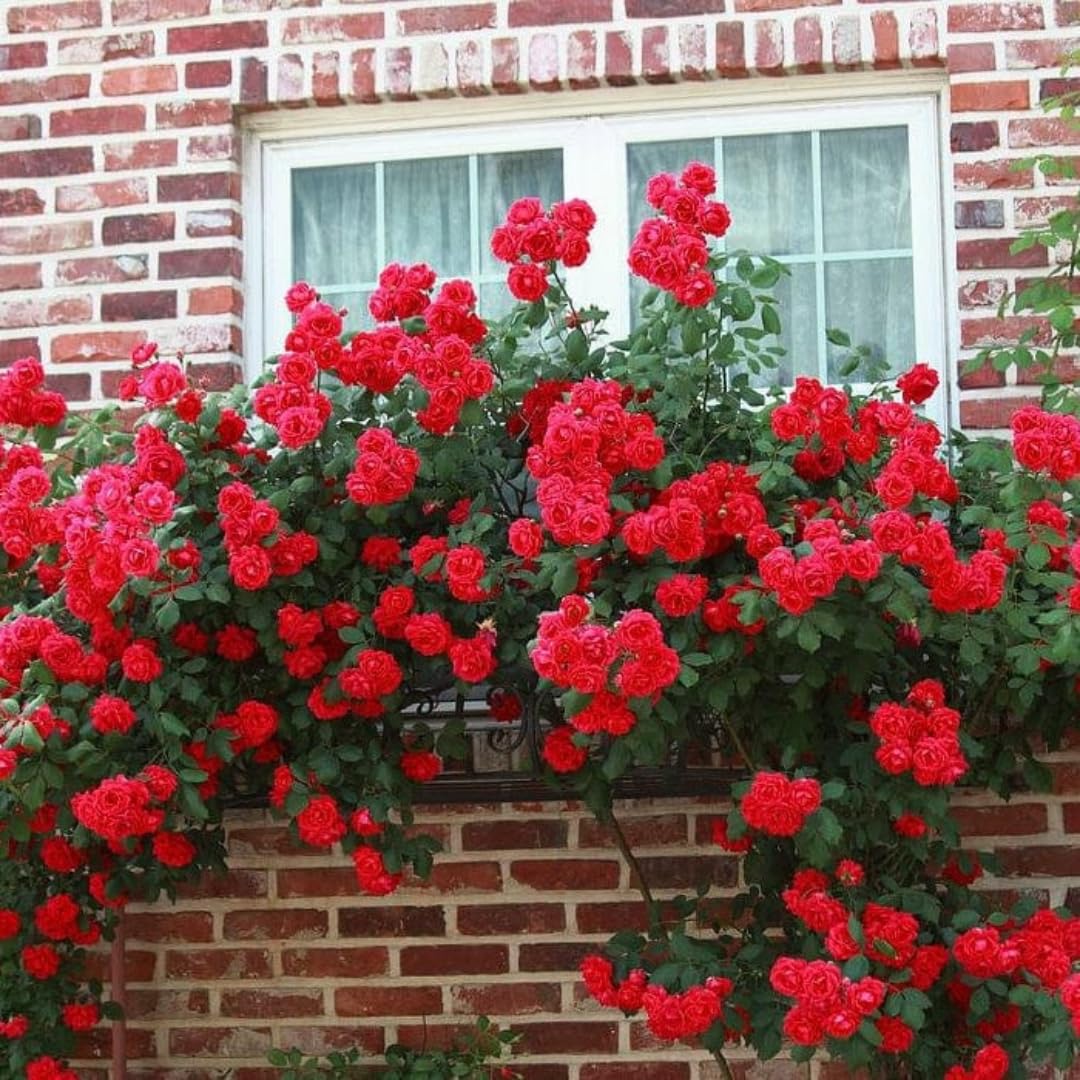 AVERAR Combo 6 Red Don Juan Rose Cuttings, 5–8 Inch Long Starter Cuttings for Planting, Rose Bush Flower Plant for Garden Outdoor Growing