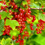 Currant Bush Live Plant for Planting, 6 to 9 Inc Tall Red Currant Plant Live Gardening Indoor Outdoor