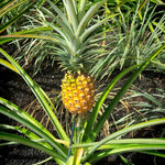 2 Pineapple Plants Live 4 to 7 Inch Tall, Sweet Pineapple Trees Live Plants, Cold Hardy Pineapple Fruit Trees (Sugarloaf Pineapple)