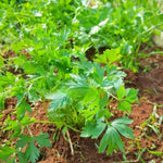 6 Parsley Live Plants, 3 to 5 Inc Tall, Live Parsley Plant Pot, Parsley Plants Live, Parsley Starter Plant