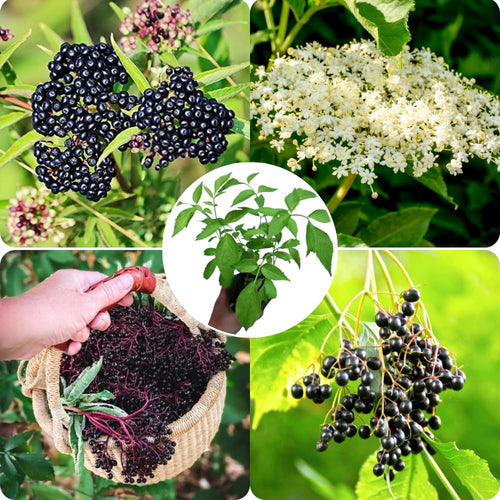2 American Elderberry Bush Live Plants 6 to 12 Inch Tall, Black Elderberry Plants Live for Planting, Sweet Elderberries Fruit Tree Live Plant