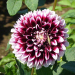 Set 2 White Purple Dahlia Bulbs, Dahlia Bulbs, Purple Flowering Bulbs for Garden Planting, Not Plants, Flower Bulbs for Growing